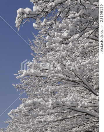 開花在樹的雪花 28199139