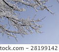 開花在樹的雪花 28199142