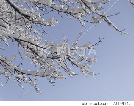 開花在樹的雪花 開花在樹的雪花 28199142
