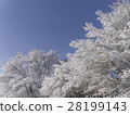 開花在樹的雪花 28199143