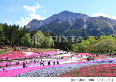 Rishan Park Shiba Sakura Hill and Mt. 28199204