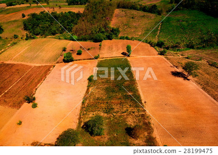 farmers cut forests to provide more room for plant 28199475