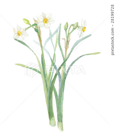 Japan Narcissus 28199728