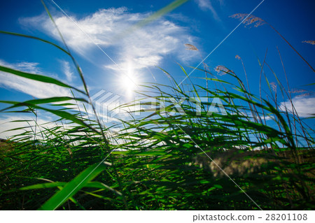 Green plant and the bright sun 28201108