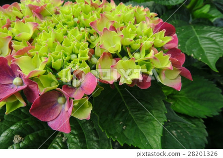 竹子湖繡球花 28201326
