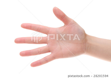Young lady's hand Young lady's hand 28201594