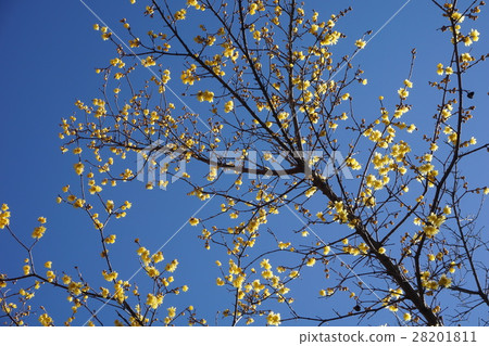 Spring in Hamura City Zoological Park is Tokyo 28201811