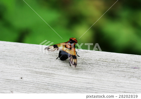 白尾Bekko Hanaab 白尾Bekko Hanaab 28202819