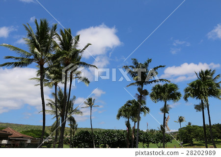 Hawaii's golf course 28202989