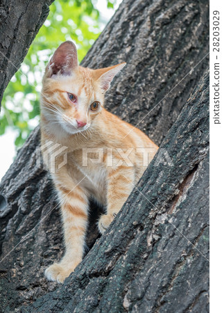 Golden brown kitten on tree Golden brown kitten on tree 28203029