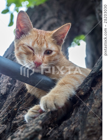 Golden brown kitten on tree Golden brown kitten on tree 28203030