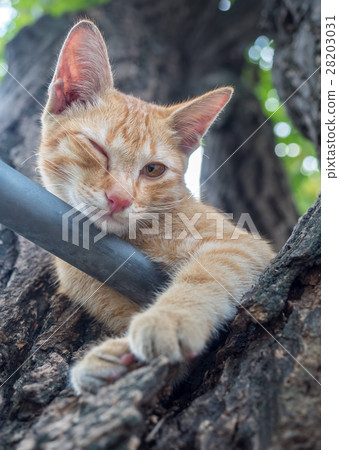 Golden brown kitten on tree Golden brown kitten on tree 28203031