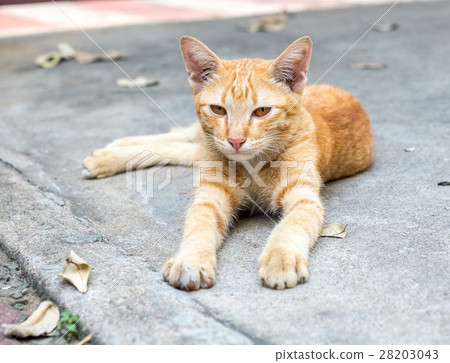 Golden brown kitten lay on floor Golden brown kitten lay on floor 28203043