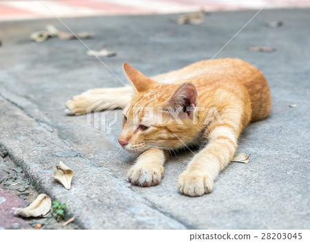 Golden brown kitten lay on floor Golden brown kitten lay on floor 28203045
