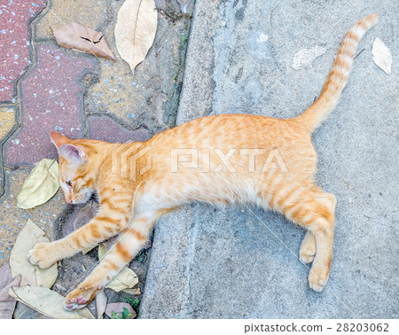 Golden brown kitten lay on floor Golden brown kitten lay on floor 28203062