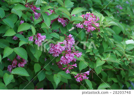 Valley Taniutsugi flower language is "abundance" 28203748