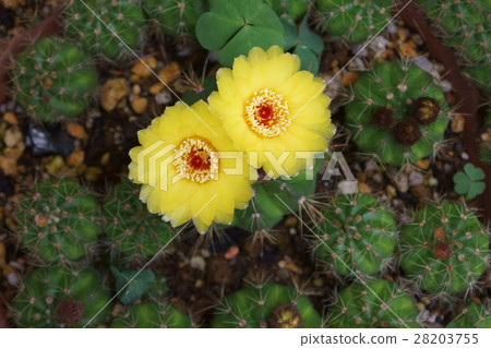 Haouki ceremonial cactus The flower language is "burning heart" 28203755