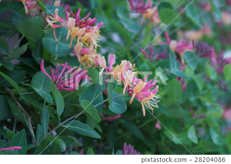 Extravaganzoidal winterful tsukkini nindo flower language is "bond of love" 28204086