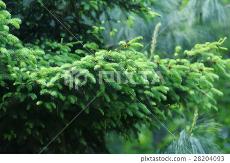 德國唐檜柏樹花語言“希望在逆境中” 德國唐檜柏樹花語言“希望在逆境中” 28204093