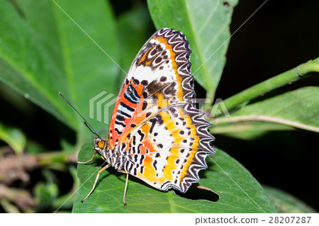 The Leopard Lacewingss Butterfly 28207287