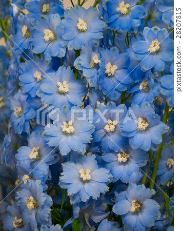 Delphinium 28207815