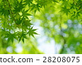 Fresh green maple 28208075