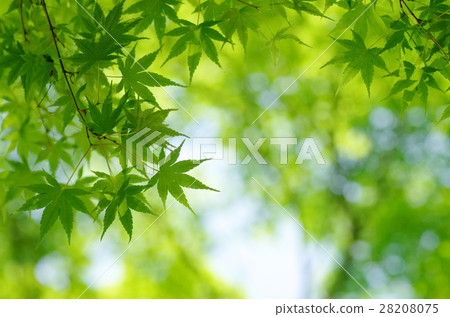 Fresh green maple 28208075
