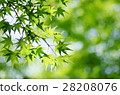 Fresh green maple 28208076