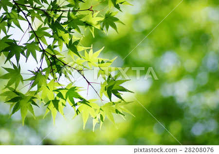新鮮的綠色楓樹 新鮮的綠色楓樹 28208076