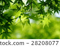 Fresh green maple 28208077