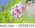Fresh azalea 28208134