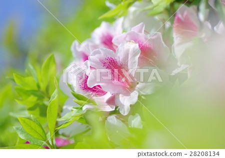 新鮮的杜鵑花 新鮮的杜鵑花 28208134