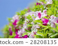 Fresh azalea 28208135