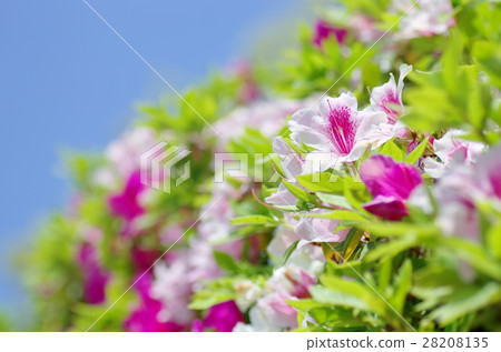Fresh azalea 28208135