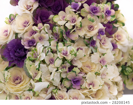 觀賞白菜 28208145