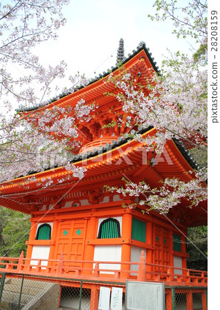 Kinomitsuji Towa Tower and Cherry Blossoms Kinomitsuji Towa Tower and Cherry Blossoms 28208159