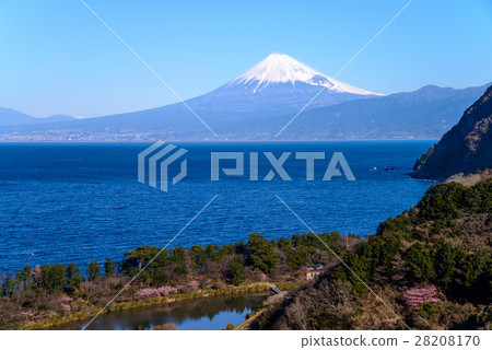 河津櫻花盛開在富士山西伊豆田 28208170