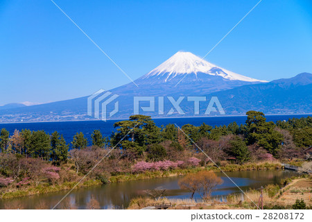 Kawazu cherry blossom blooms from Nishiizu Iida, Mt. Fuji over the ocean 28208172