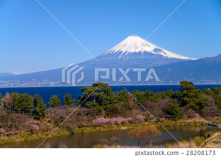 Kawazu cherry blossom blooms from Nishiizu Iida, Mt. Fuji over the ocean 28208173