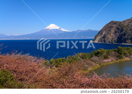 Kawazu cherry blossom blooms from Nishiizu Iida, Mt. Fuji over the ocean Kawazu cherry blossom blooms from Nishiizu Iida, Mt. Fuji over the ocean 28208179