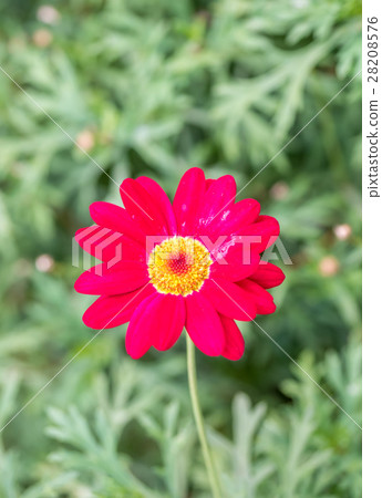 Red flower on green grass Red flower on green grass 28208576