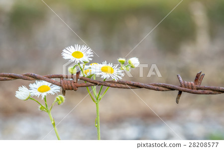 Flowers and barbed wire 28208577