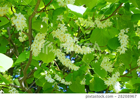 美麗的Hakuunboku花 美麗的Hakuunboku花 28208967