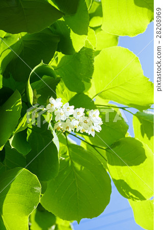 美麗的Hakuunboku花 美麗的Hakuunboku花 28208969