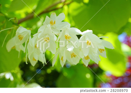 美麗的Hakuunboku花 美麗的Hakuunboku花 28208970