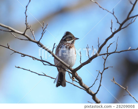 Kashirara Daka 28209008