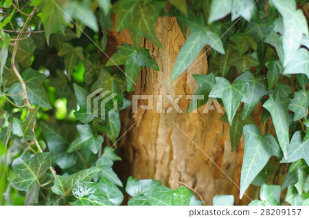 Gap surrounded by green 28209157