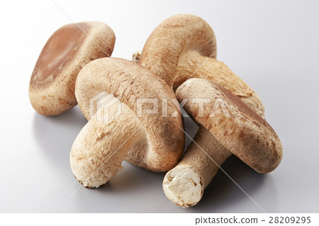 生香菇 生香菇 28209295