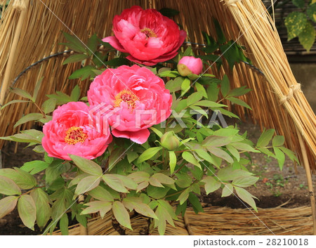 上野Toshogu Botan yuri紅色冬天牡丹花·太陽 上野Toshogu Botan yuri紅色冬天牡丹花·太陽 28210018