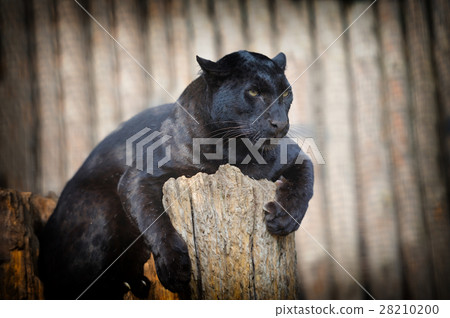 Leopard Leopard 28210200